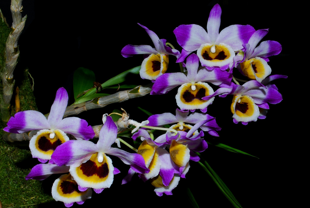Tổng hợp hình ảnh hoa lan U Lồi – Hoàng thảo U lồi đẹp nhất - [Kích thước hình ảnh: 1024x686 px]