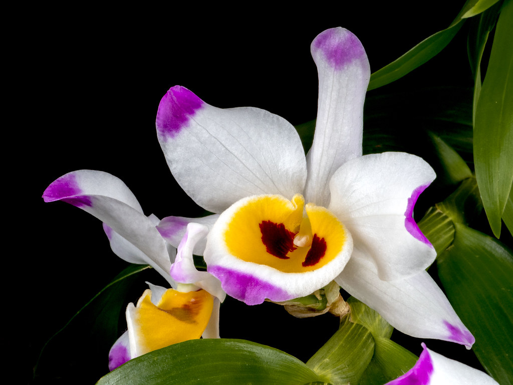 Tổng hợp hình ảnh hoa lan U Lồi – Hoàng thảo U lồi đẹp nhất - [Kích thước hình ảnh: 1024x768 px]