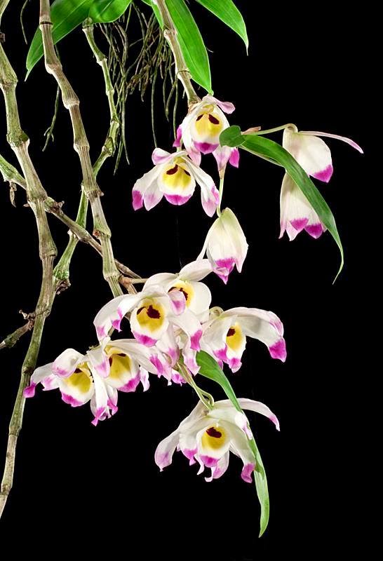 Tổng hợp hình ảnh hoa lan U Lồi – Hoàng thảo U lồi đẹp nhất - [Kích thước hình ảnh: 546x800 px]