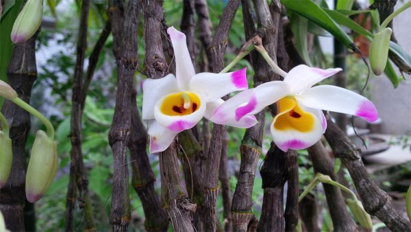 Tổng hợp hình ảnh hoa lan U Lồi – Hoàng thảo U lồi đẹp nhất - [Kích thước hình ảnh: 600x338 px]