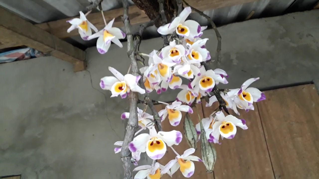 Tổng hợp hình ảnh hoa lan U Lồi – Hoàng thảo U lồi đẹp nhất - [Kích thước hình ảnh: 1280x720 px]