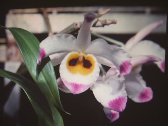 Tổng hợp hình ảnh hoa lan U Lồi – Hoàng thảo U lồi đẹp nhất - [Kích thước hình ảnh: 585x439 px]