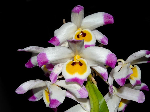 Tổng hợp hình ảnh hoa lan U Lồi – Hoàng thảo U lồi đẹp nhất - [Kích thước hình ảnh: 512x384 px]