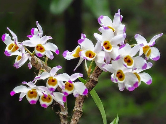 Tổng hợp hình ảnh hoa lan U Lồi – Hoàng thảo U lồi đẹp nhất - [Kích thước hình ảnh: 560x420 px]