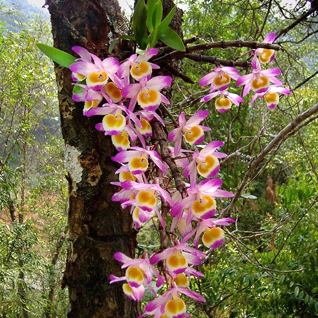 Tổng hợp hình ảnh hoa lan U Lồi – Hoàng thảo U lồi đẹp nhất - [Kích thước hình ảnh: 640x640 px]
