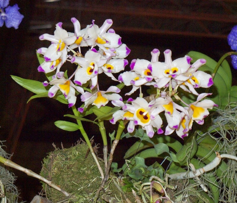 Tổng hợp hình ảnh hoa lan U Lồi – Hoàng thảo U lồi đẹp nhất - [Kích thước hình ảnh: 800x687 px]