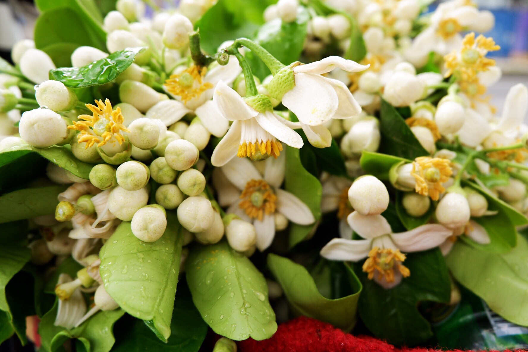 Tổng hợp những hình ảnh đẹp nhất về mùi hoa bưởi tháng ba - [Kích thước hình ảnh: 1776x1184 px]