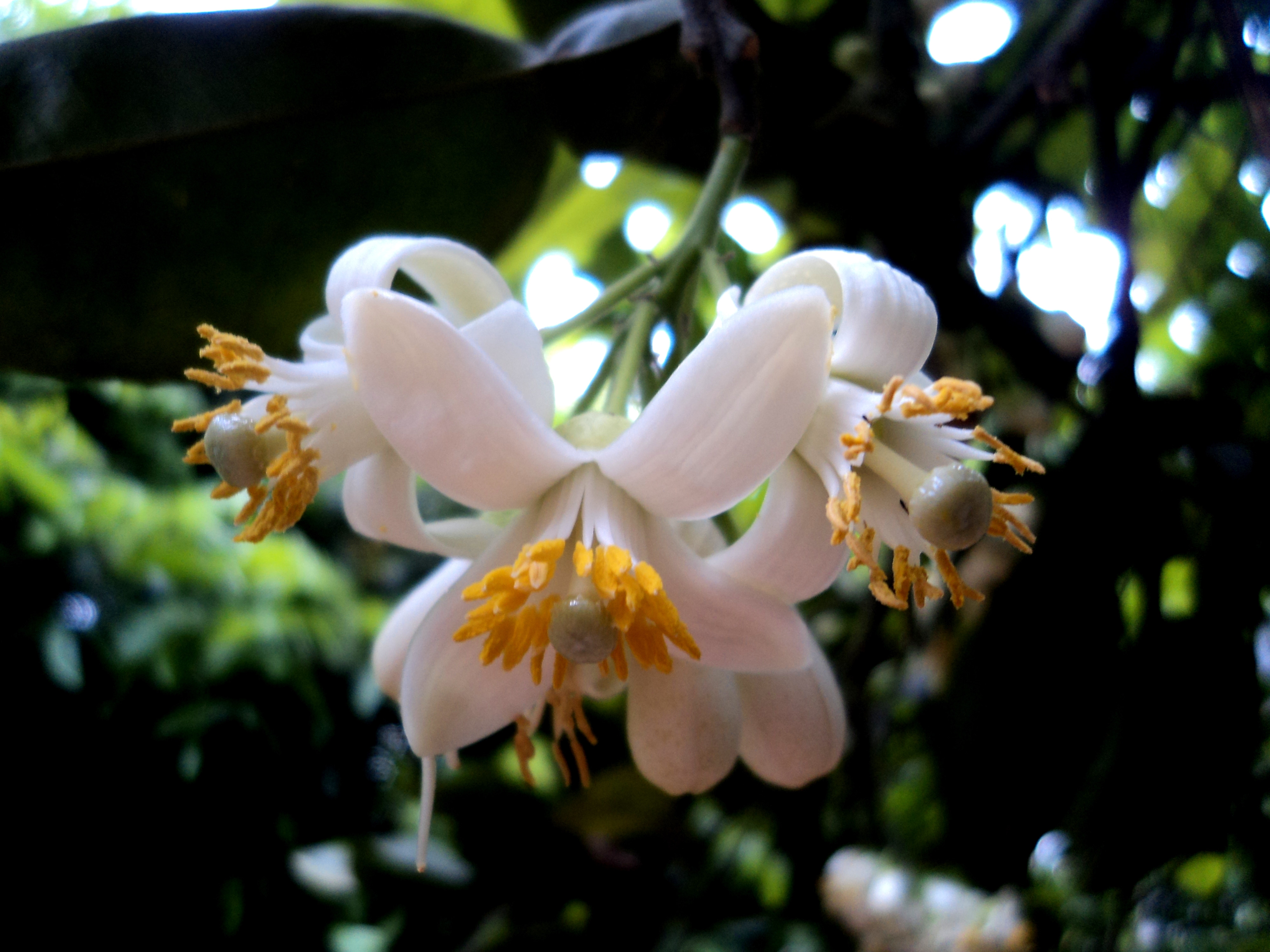 Tổng hợp những hình ảnh đẹp nhất về mùi hoa bưởi tháng ba - [Kích thước hình ảnh: 4000x3000 px]