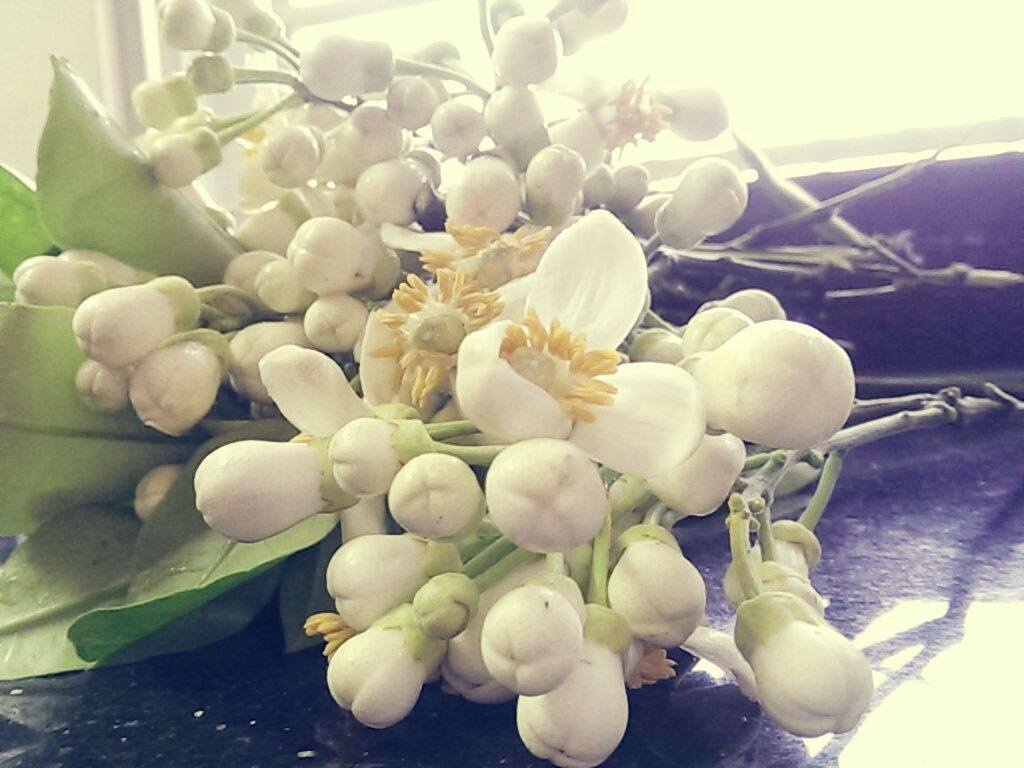 Tổng hợp những hình ảnh đẹp nhất về mùi hoa bưởi tháng ba - [Kích thước hình ảnh: 1024x768 px]