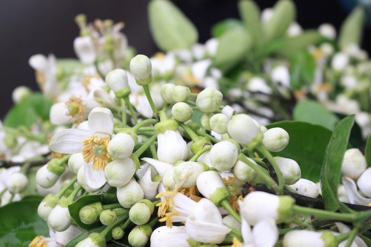Tổng hợp những hình ảnh đẹp nhất về mùi hoa bưởi tháng ba - [Kích thước hình ảnh: 1296x864 px]