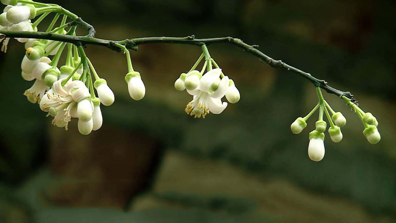 Tổng hợp những hình ảnh đẹp nhất về mùi hoa bưởi tháng ba - [Kích thước hình ảnh: 1280x720 px]