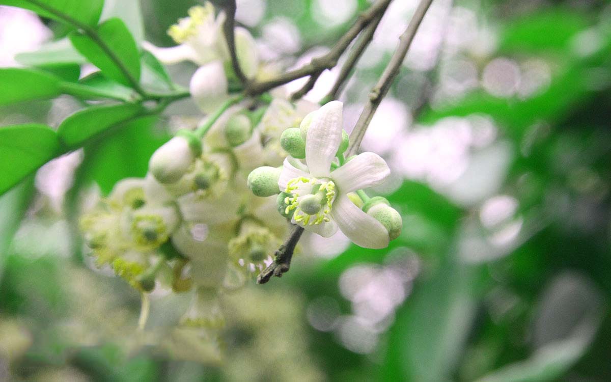 Tổng hợp những hình ảnh đẹp nhất về mùi hoa bưởi tháng ba - [Kích thước hình ảnh: 1200x750 px]