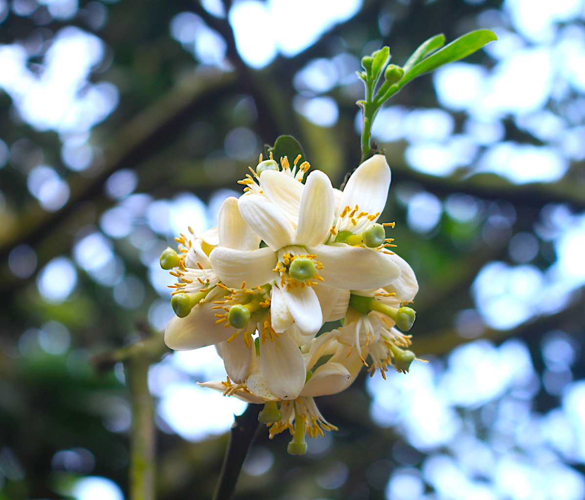 Tổng hợp những hình ảnh đẹp nhất về mùi hoa bưởi tháng ba - [Kích thước hình ảnh: 1196x1024 px]