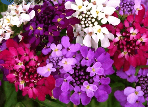 Tổng hợp hình ảnh hoa bụi đường đẹp nhất – Mang ý nghĩa về “sự thờ ơ, lạnh lùng”. - [Kích thước hình ảnh: 500x364 px]