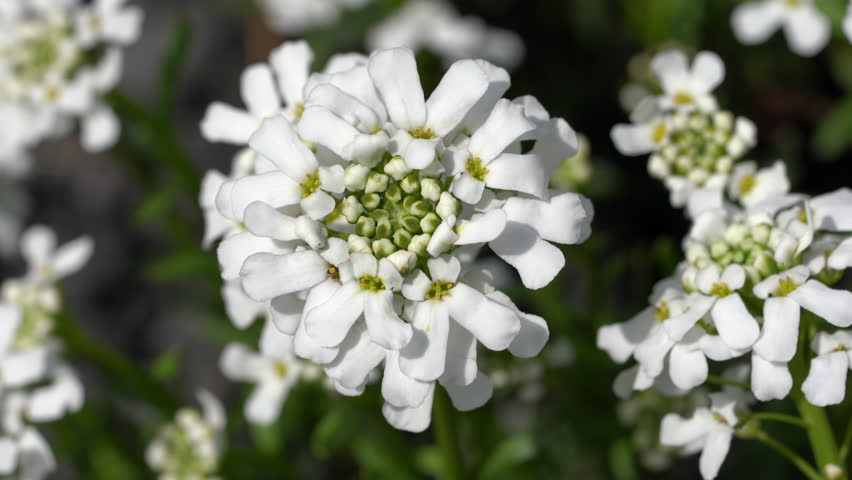 Tổng hợp hình ảnh hoa bụi đường đẹp nhất – Mang ý nghĩa về “sự thờ ơ, lạnh lùng”. - [Kích thước hình ảnh: 852x480 px]