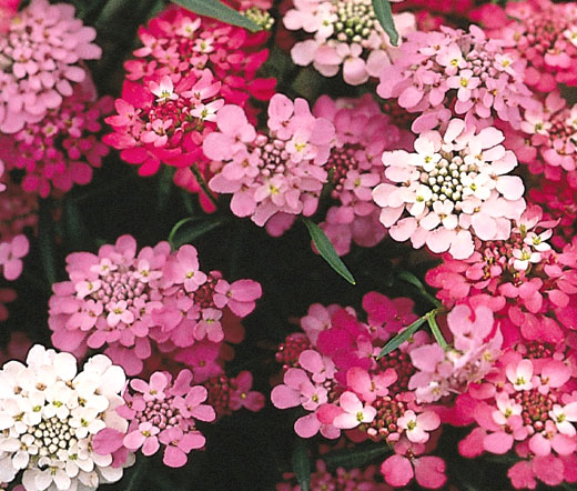 Tổng hợp hình ảnh hoa bụi đường đẹp nhất – Mang ý nghĩa về “sự thờ ơ, lạnh lùng”. - [Kích thước hình ảnh: 520x442 px]