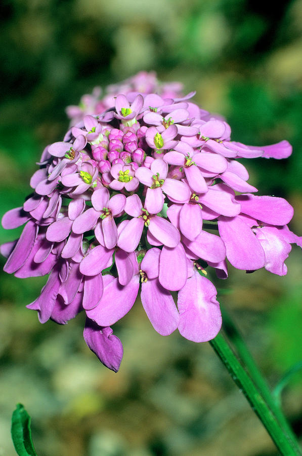 Tổng hợp hình ảnh hoa bụi đường đẹp nhất – Mang ý nghĩa về “sự thờ ơ, lạnh lùng”. - [Kích thước hình ảnh: 597x900 px]