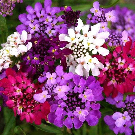 Tổng hợp hình ảnh hoa bụi đường đẹp nhất – Mang ý nghĩa về “sự thờ ơ, lạnh lùng”. - [Kích thước hình ảnh: 528x528 px]