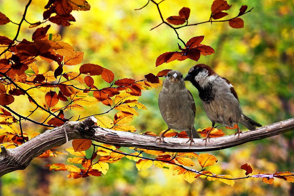 Tổng hợp những hình ảnh đẹp nhất về mùa thu lãng mạn - [Kích thước hình ảnh: 1200x800 px]