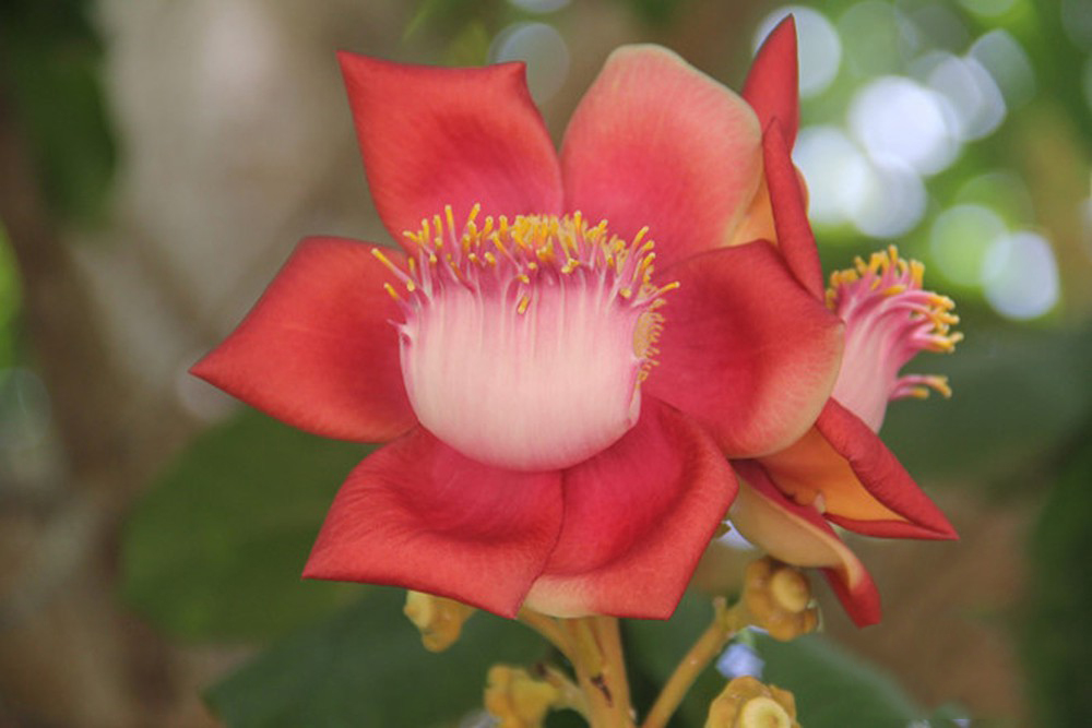 Tổng hợp những hình ảnh đẹp nhất về hoa sala – Hoa quý linh thiêng nơi cửa Phật - [Kích thước hình ảnh: 1000x667 px]