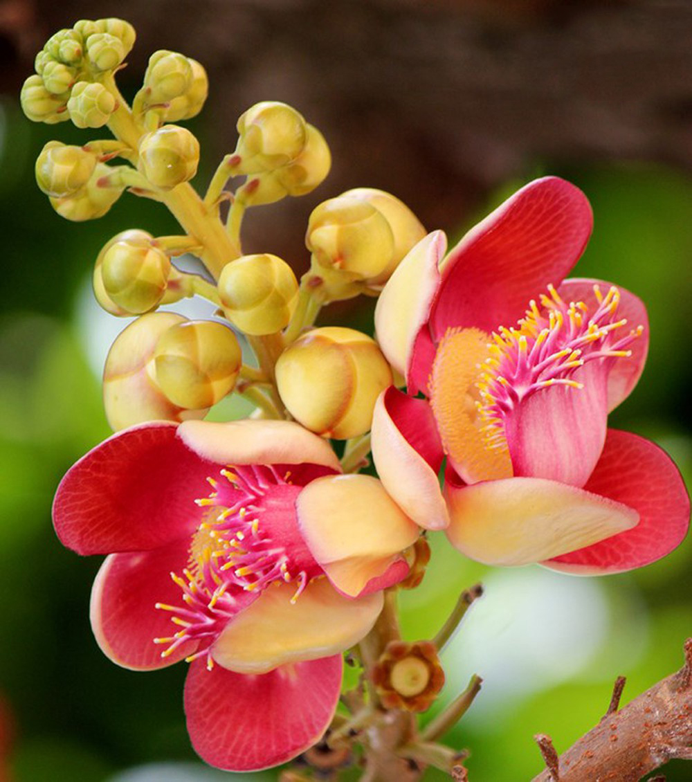Tổng hợp những hình ảnh đẹp nhất về hoa sala – Hoa quý linh thiêng nơi cửa Phật - [Kích thước hình ảnh: 1000x1130 px]