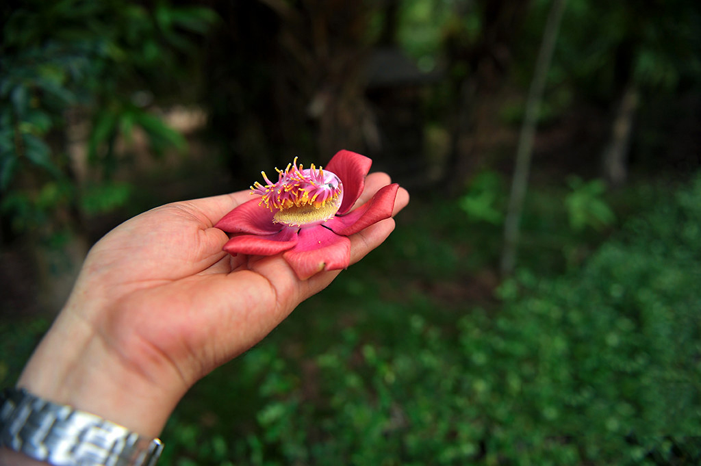 Tổng hợp những hình ảnh đẹp nhất về hoa sala – Hoa quý linh thiêng nơi cửa Phật - [Kích thước hình ảnh: 1024x681 px]
