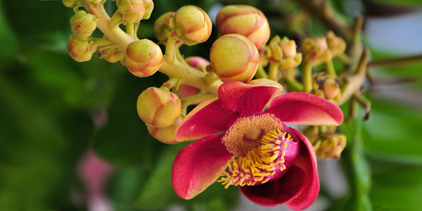 Tổng hợp những hình ảnh đẹp nhất về hoa sala – Hoa quý linh thiêng nơi cửa Phật - [Kích thước hình ảnh: 600x300 px]