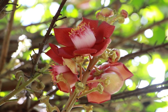 Tổng hợp những hình ảnh đẹp nhất về hoa sala – Hoa quý linh thiêng nơi cửa Phật - [Kích thước hình ảnh: 680x454 px]
