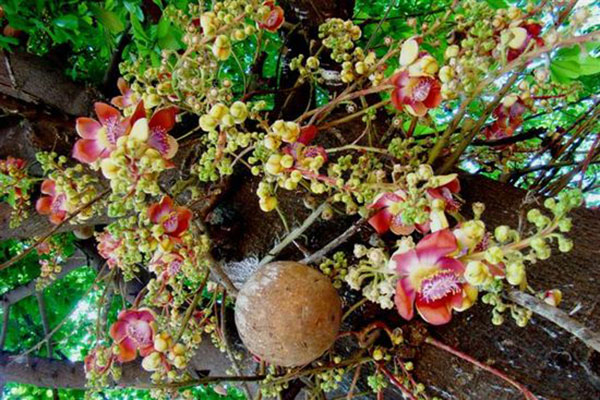 Tổng hợp những hình ảnh đẹp nhất về hoa sala – Hoa quý linh thiêng nơi cửa Phật - [Kích thước hình ảnh: 600x400 px]