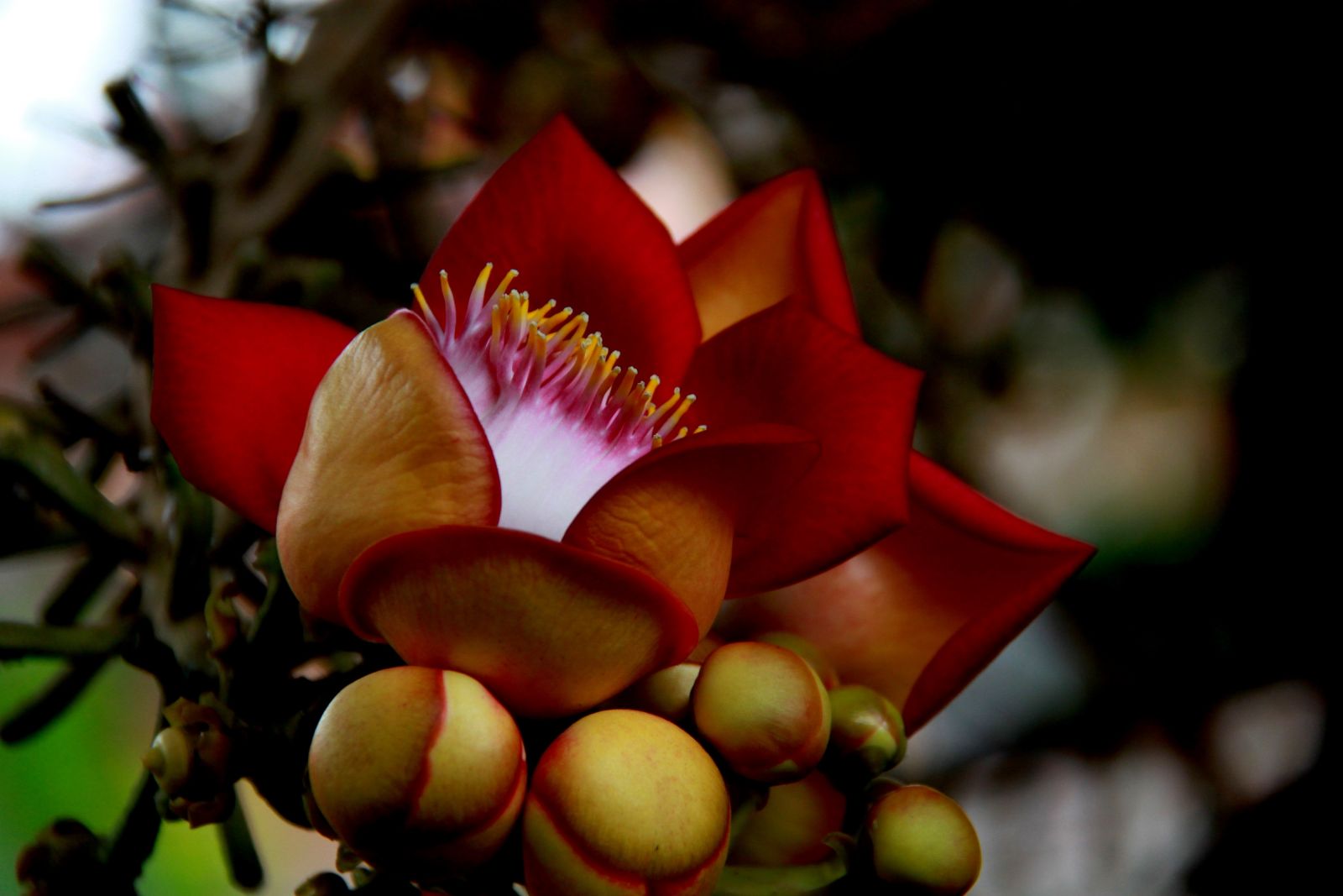 Tổng hợp những hình ảnh đẹp nhất về hoa sala – Hoa quý linh thiêng nơi cửa Phật - [Kích thước hình ảnh: 1600x1067 px]