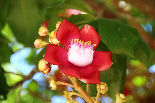Tổng hợp những hình ảnh đẹp nhất về hoa sala – Hoa quý linh thiêng nơi cửa Phật - [Kích thước hình ảnh: 640x427 px]