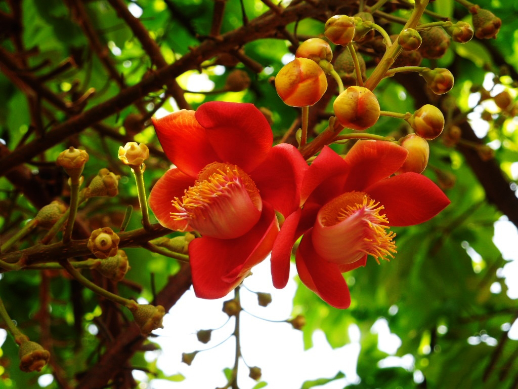 Tổng hợp những hình ảnh đẹp nhất về hoa sala – Hoa quý linh thiêng nơi cửa Phật - [Kích thước hình ảnh: 1024x768 px]