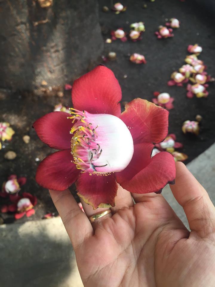Tổng hợp những hình ảnh đẹp nhất về hoa sala – Hoa quý linh thiêng nơi cửa Phật - [Kích thước hình ảnh: 720x960 px]