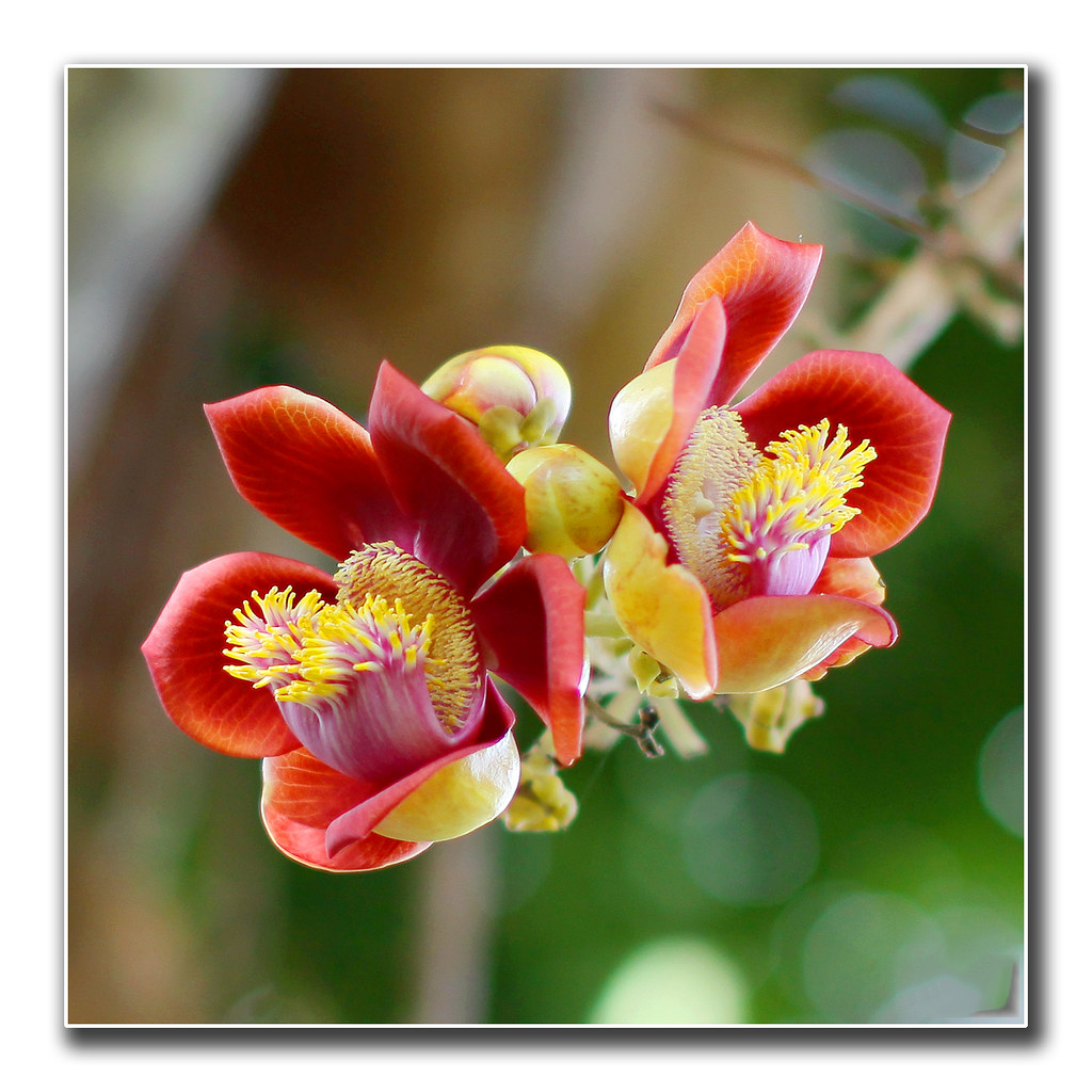 Tổng hợp những hình ảnh đẹp nhất về hoa sala – Hoa quý linh thiêng nơi cửa Phật - [Kích thước hình ảnh: 1024x1024 px]