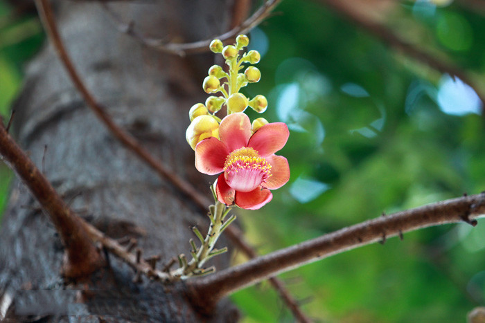 Tổng hợp những hình ảnh đẹp nhất về hoa sala – Hoa quý linh thiêng nơi cửa Phật - [Kích thước hình ảnh: 700x467 px]