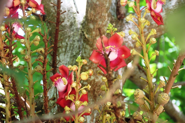 Tổng hợp những hình ảnh đẹp nhất về hoa sala – Hoa quý linh thiêng nơi cửa Phật - [Kích thước hình ảnh: 640x427 px]