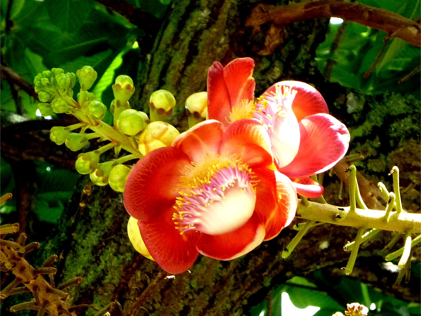 Tổng hợp những hình ảnh đẹp nhất về hoa sala – Hoa quý linh thiêng nơi cửa Phật - [Kích thước hình ảnh: 1600x1200 px]