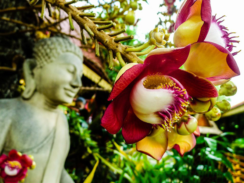 Tổng hợp những hình ảnh đẹp nhất về hoa sala – Hoa quý linh thiêng nơi cửa Phật - [Kích thước hình ảnh: 800x601 px]