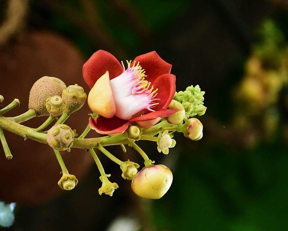 Tổng hợp những hình ảnh đẹp nhất về hoa sala – Hoa quý linh thiêng nơi cửa Phật - [Kích thước hình ảnh: 960x771 px]