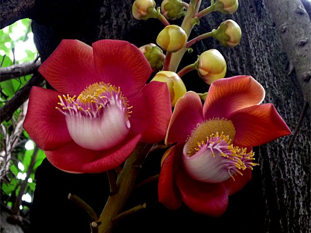 Tổng hợp những hình ảnh đẹp nhất về hoa sala – Hoa quý linh thiêng nơi cửa Phật - [Kích thước hình ảnh: 640x480 px]