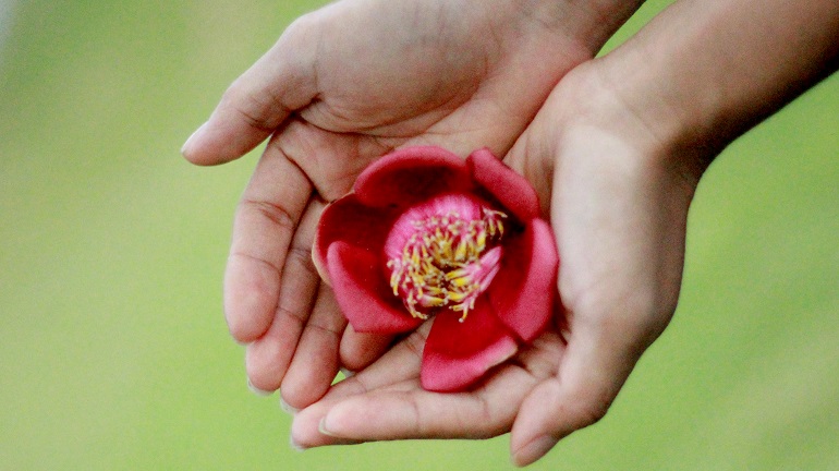 Tổng hợp những hình ảnh đẹp nhất về hoa sala – Hoa quý linh thiêng nơi cửa Phật - [Kích thước hình ảnh: 770x432 px]