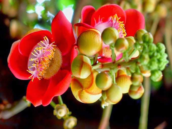 Tổng hợp những hình ảnh đẹp nhất về hoa sala – Hoa quý linh thiêng nơi cửa Phật - [Kích thước hình ảnh: 680x510 px]