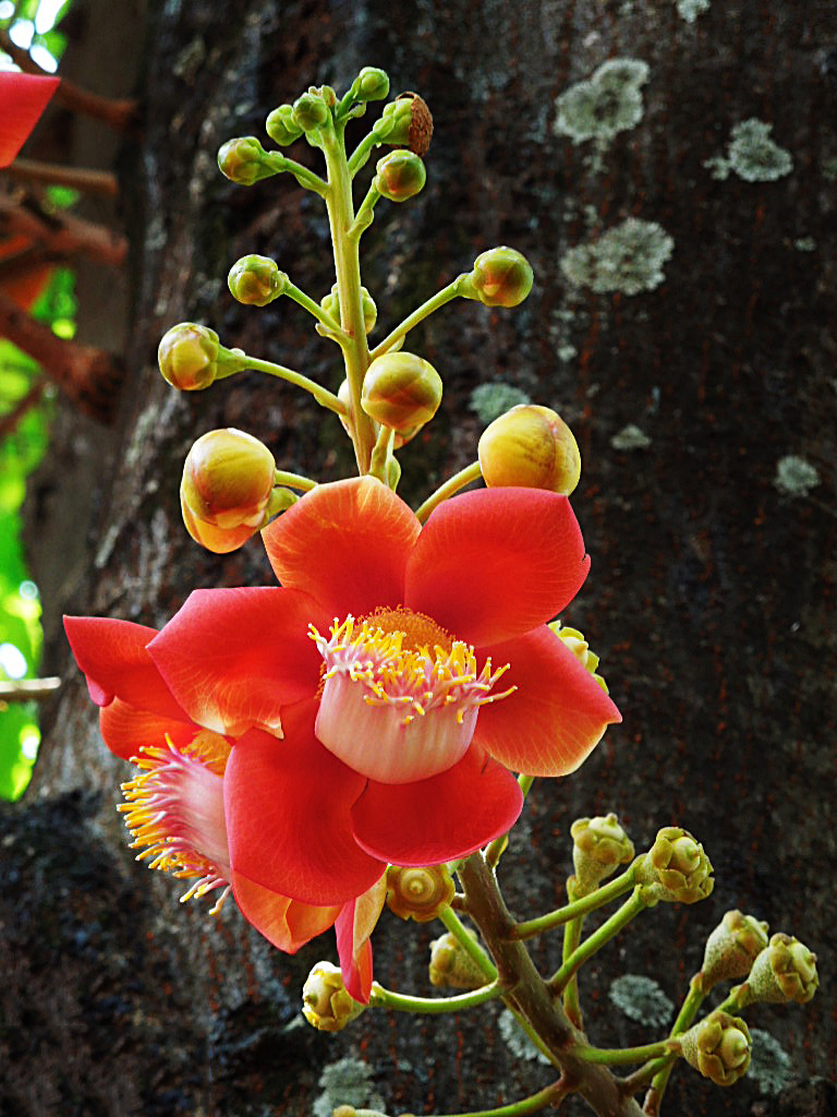 Tổng hợp những hình ảnh đẹp nhất về hoa sala – Hoa quý linh thiêng nơi cửa Phật - [Kích thước hình ảnh: 768x1024 px]