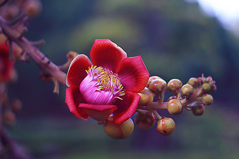 Tổng hợp những hình ảnh đẹp nhất về hoa sala – Hoa quý linh thiêng nơi cửa Phật - [Kích thước hình ảnh: 800x533 px]
