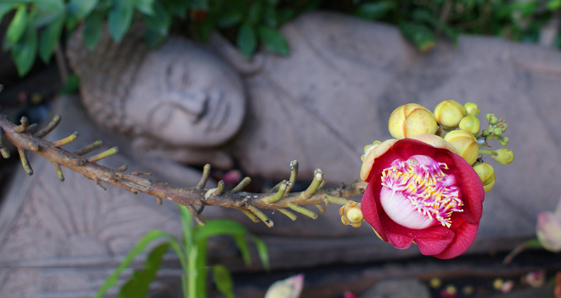 Tổng hợp những hình ảnh đẹp nhất về hoa sala – Hoa quý linh thiêng nơi cửa Phật - [Kích thước hình ảnh: 800x425 px]