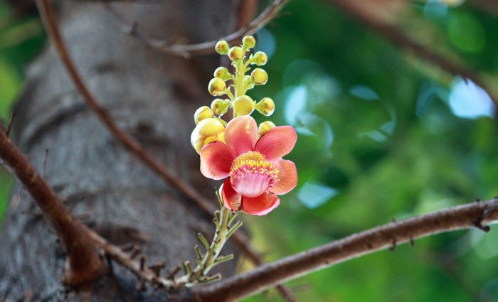 Tổng hợp những hình ảnh đẹp nhất về hoa sala – Hoa quý linh thiêng nơi cửa Phật - [Kích thước hình ảnh: 700x425 px]