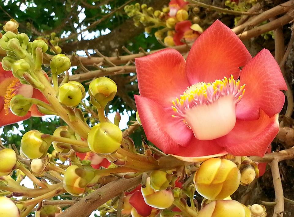 Tổng hợp những hình ảnh đẹp nhất về hoa sala – Hoa quý linh thiêng nơi cửa Phật - [Kích thước hình ảnh: 960x710 px]