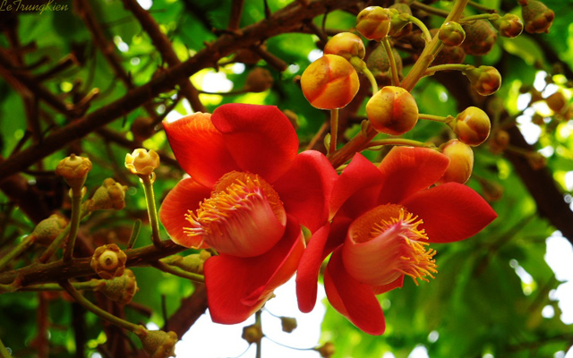 Tổng hợp những hình ảnh đẹp nhất về hoa sala – Hoa quý linh thiêng nơi cửa Phật - [Kích thước hình ảnh: 640x400 px]