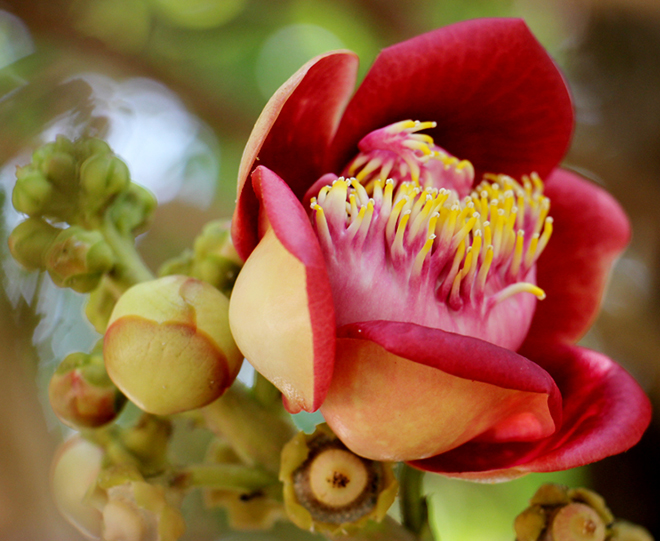 Tổng hợp những hình ảnh đẹp nhất về hoa sala – Hoa quý linh thiêng nơi cửa Phật - [Kích thước hình ảnh: 660x541 px]