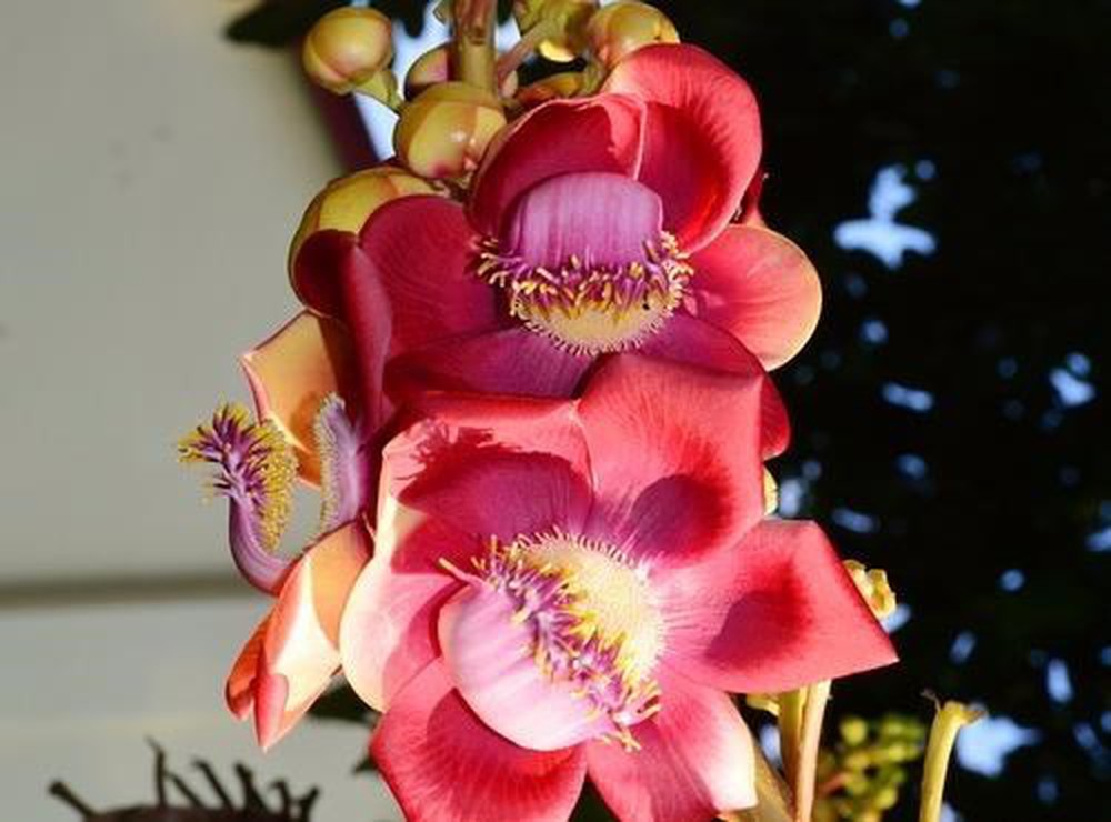 Tổng hợp những hình ảnh đẹp nhất về hoa sala – Hoa quý linh thiêng nơi cửa Phật - [Kích thước hình ảnh: 1000x740 px]